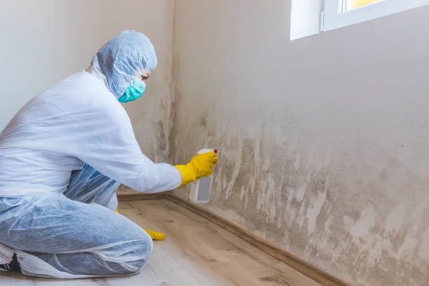 Licensed Crawl Space Mold Removal service in Stephens City, VA - WQB Mold Removal